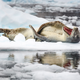Illustration for article titled Seal = Sea Doggo CONFIRMED